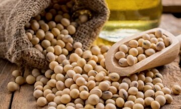 Giá đậu tương tiếp đà hồi phục, vượt lên vùng kháng cự 1300