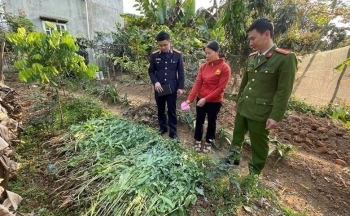 Hải Phòng: Phát hiện 190 cây cần sa trồng trái phép tại đầm nuôi tôm