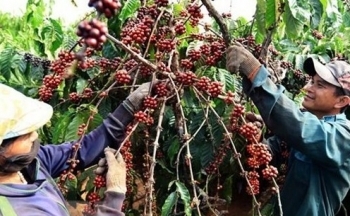 Tăng hiện diện, tạo uy tín để cà phê Việt Nam