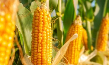 Lo ngại về nguồn cung đẩy giá ngô và lúa mì bật tăng mạnh