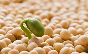 Giá đậu tương ghi nhận chuỗi tăng 4 phiên liên tiếp
