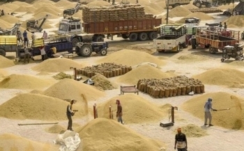 Ấn Độ cho phép xuất khẩu 1 triệu tấn gạo trắng tới 7 quốc gia