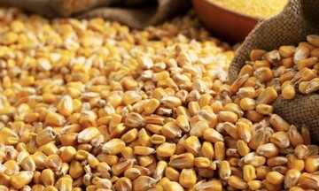 Giá ngô và lúa mì đồng loạt đảo chiều giảm mạnh trong phiên cuối tuần