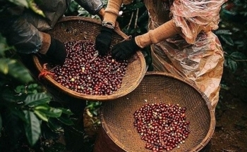 Giá cà phê mới nhất ngày 22/10/2023: Thị trường trong nước cao nhất 59.900 đồng/kg