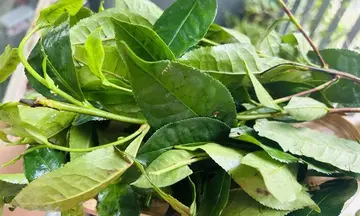 Trà xanh rất tốt nhưng những người nào không nên uống trà xanh?