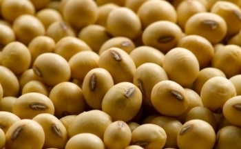 Giá khô đậu tương tăng vọt, hé lộ nguyên nhân bất ngờ