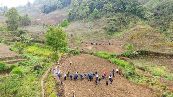 Khoai sọ nương Trạm Tấu: Từ đặc sản của đồng bào vùng cao thành sản phẩm hàng hóa