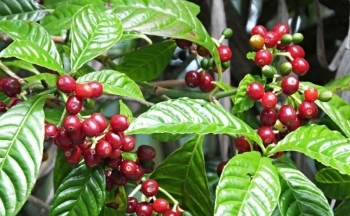 Giá cà phê mới nhất ngày 24/10/2023: Thị trường trong nước tăng từ 300 - 400 đồng/kg