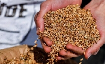 Ukraine xuất khẩu 700.000 tấn ngũ cốc qua hành lang nhân đạo mới