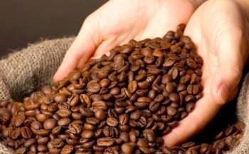 Giá cà phê mới nhất ngày 25/10/2023: Thị trường trong nước tăng mạnh 1.000 đồng /kg