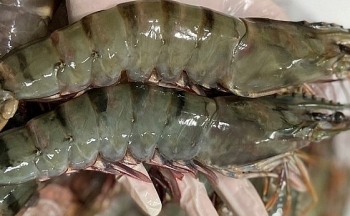 Tận dụng lợi thế từ FTA đẩy mạnh xuất khẩu tôm