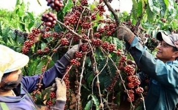 Cú hích EVFTA giúp cà phê Việt 