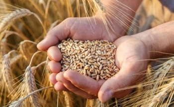 Lúa mì bật tăng mạnh nhất nhóm nông sản do lo ngại về nguồn cung