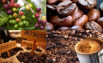 Giá cà phê mới nhất ngày 27/10/2023: Thị trường trong nước giảm 400-600 đồng/kg