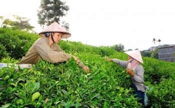 Chè Thái Nguyên xây dựng thành thương hiệu mạnh