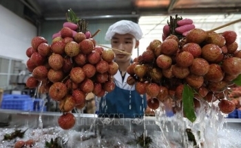 Sức bật của xuất khẩu nông sản trong những tháng cuối năm