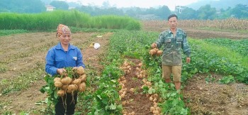 Nông dân Thái Niên thu lãi lớn từ  trồng củ đậu