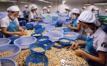 Trung Quốc ồ ạt gom mua hạt điều của Việt Nam