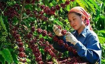 Giá cà phê mới nhất ngày 28/10/2023: Thị trường trong nước giảm 400-500 đồng/kg