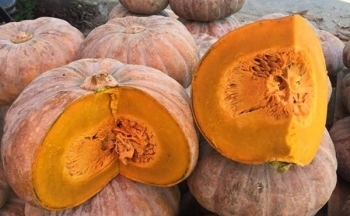 Những thực phẩm tốt cho phổi