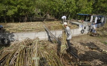 Nhà máy ngừng sản xuất vì giá đường tăng?