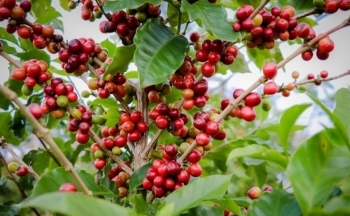 Giá cà phê mới nhất ngày 29/10/2023: Thị trường trong nước tiếp tục giảm 500 đồng/kg