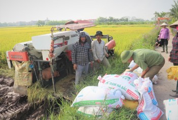 Giá lúa gạo hôm nay ngày 21/11: Giá lúa gạo tăng giảm trái chiều