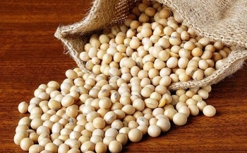 Khô đậu tương ghi nhận mức giảm mạnh nhất trong hơn 4 tháng qua