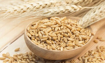 Xuất khẩu lúa mì mềm và nhập khẩu ngô của EU đồng loạt giảm trong tuần