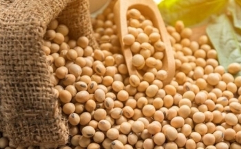 Sắc đỏ chiếm ưu thế trên bảng giá nông sản, dầu thô biến động nhẹ