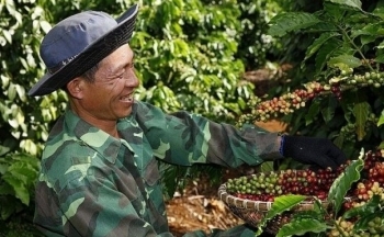 Giá cà phê mới nhất ngày 2/11/2023: Thị trường trong nước tăng 500 đồng/kg