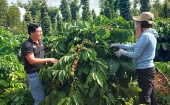 Tăng chất cho cà phê để giữ giá xuất khẩu