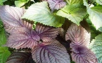 Lá tía tô có tác dụng gì? Sử dụng hàng ngày có tốt không?