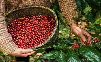 Giá cà phê mới nhất ngày 3/11/2023: Thị trường trong nước giảm 1.200 đồng/kg