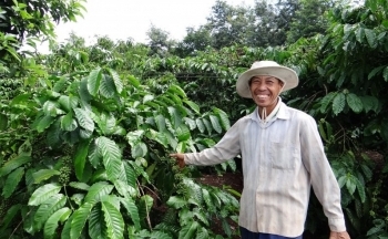 Giá xuất khẩu cà phê quay đầu tăng vọt trước thông tin kém tích cực từ Brazil