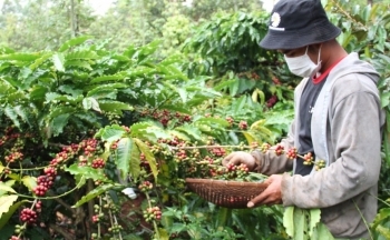 Thị trường cà phê Việt Nam còn nhiều dư địa phát triển