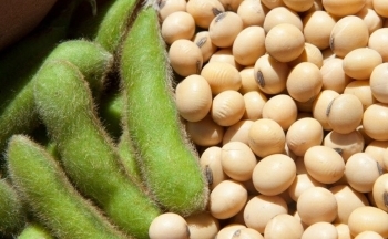 Đậu tương tiếp tục khởi sắc, giá dầu duy trì đà tăng