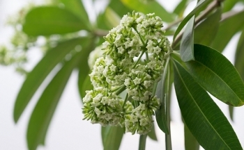 Cách hạn chế mùi hoa sữa nồng nàn trong nhà thế nào?