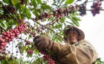 Giá cà phê mới nhất ngày 4/11/2023: Thị trường trong nước ổn định và tăng nhẹ