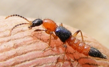 Cách xử lý và phòng ngừa hữu ích khi bị kiến ba khoang đốt