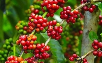 Giá cà phê mới nhất ngày 5/11/2023: Thị trường cà phê trong nước tăng nhẹ 200 đồng/kg