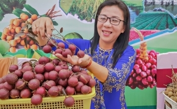 Giống nhãn tím “lừng lẫy” một thời ở miền Tây giờ ra sao?