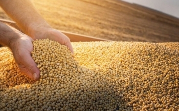 Thị trường nông sản diễn biến trái chiều trước thềm báo cáo WASDE