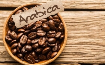 Giá cà phê Arabica vẫn còn động lượng tăng sau dữ liệu nguồn cung kém khả quan