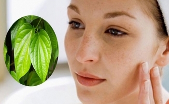 Lá trầu không trị nám da, thực hư thế nào?