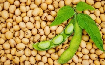 Khô đậu tương bật tăng, chạm mức cao nhất trong hơn 6 tháng qua