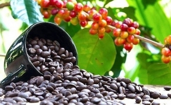 Giá cà phê mới nhất ngày 8/11/2023: Thị trường trong nước tăng 500 - 800 đồng/kg