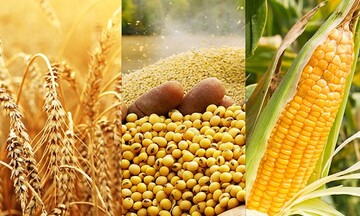 Thị trường nông sản lấy lại sắc xanh, giá dầu tiếp tục suy yếu