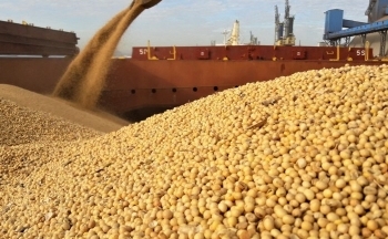 Trung Quốc tăng cường mua đậu tương Mỹ do lo ngại nguồn cung Brazil thu hẹp