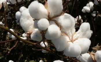 Giá bông thấp nhất 1 năm do lo ngại nhu cầu thấp